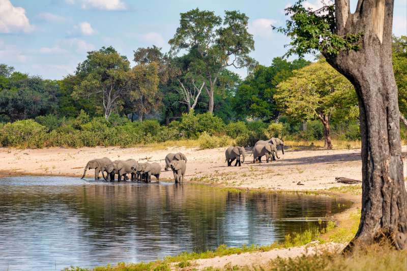 Troupeau d'éléphants dans le parc de Bwabwata - Bande du Caprivi - Namibie