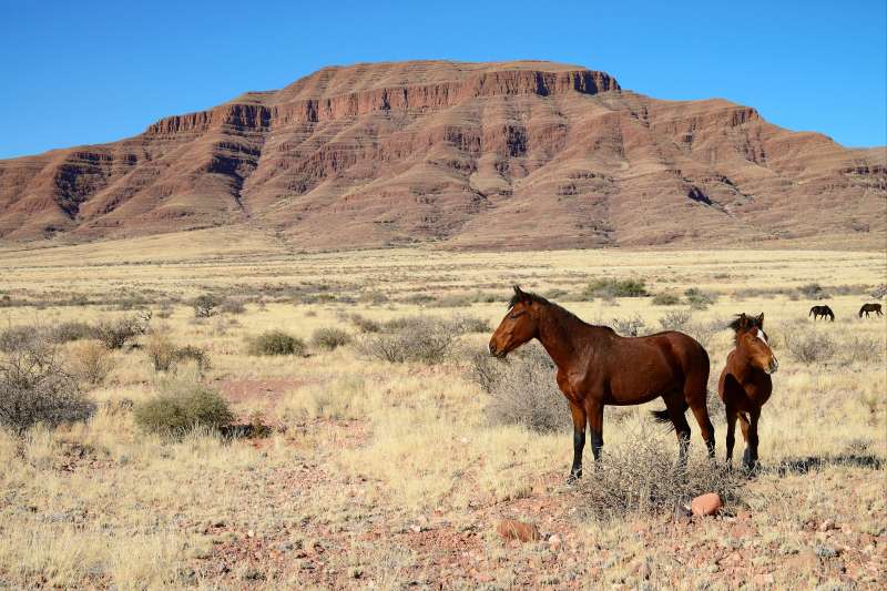Chevaux sauvages - Namibie