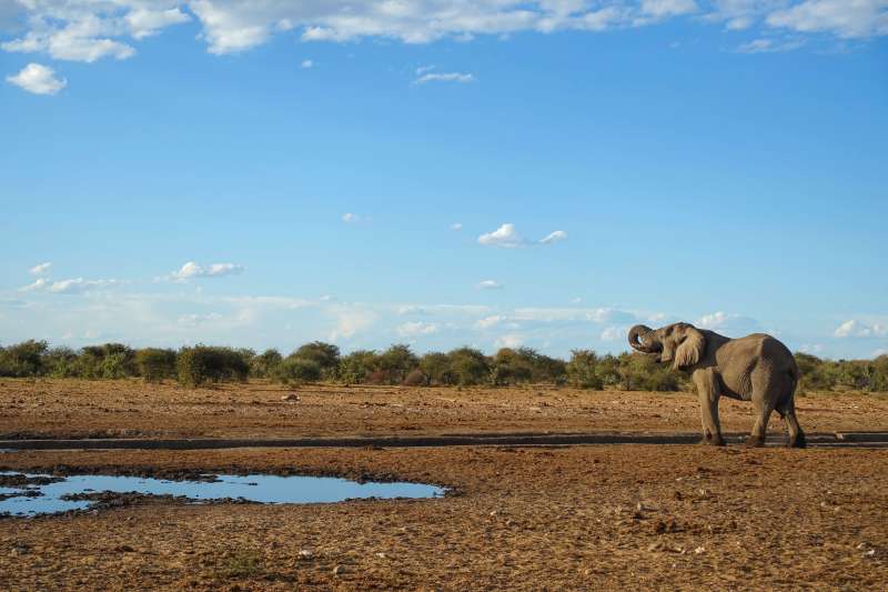 Éléphant - Parc National d'Etosha - Namibie