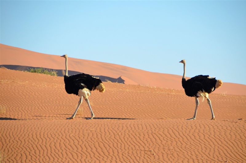 Autruches dans le désert du Namib - Namibie