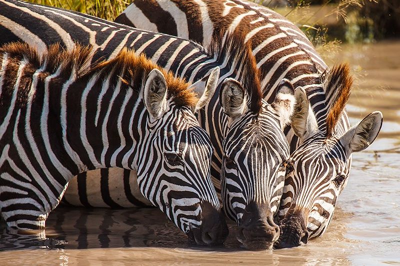 Zèbres dans le parc national d'Etosha - Namibie