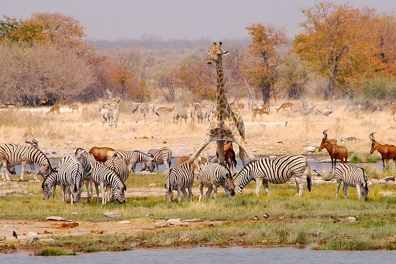 Etosha - Namibie