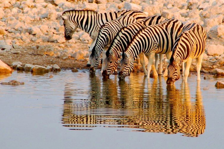 Parc national d'Etosha - Namibie