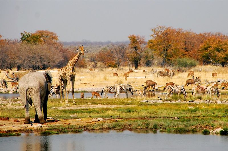 Parc national d'Etosha - Namibie