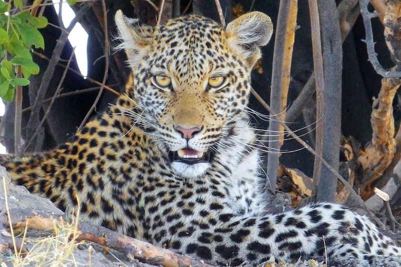 Léopard - Botswana