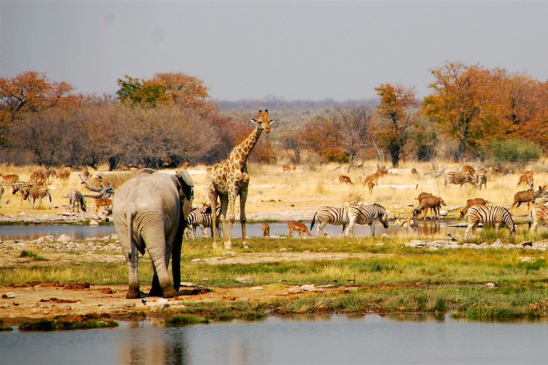 Parc national d'Etosha - Namibie