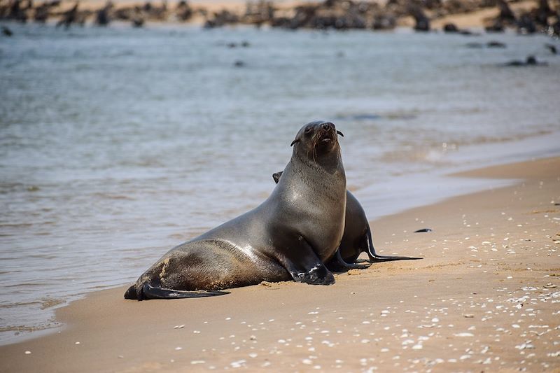 Otaries à fourrure - Walvis Bay - Namibie