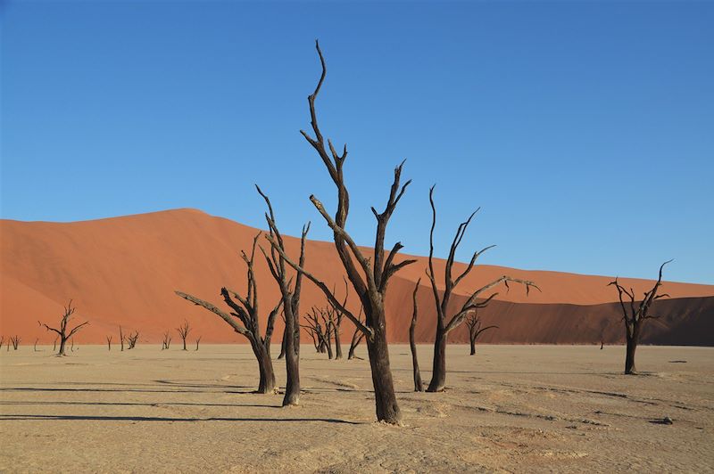 Dead Vlei - Dunes de Sossusvlei - Parc national du Namib-Naukluft - Namibie