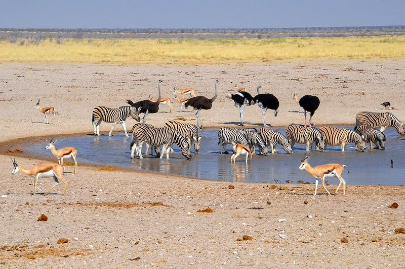 Parc National d'Etosha - Namibie