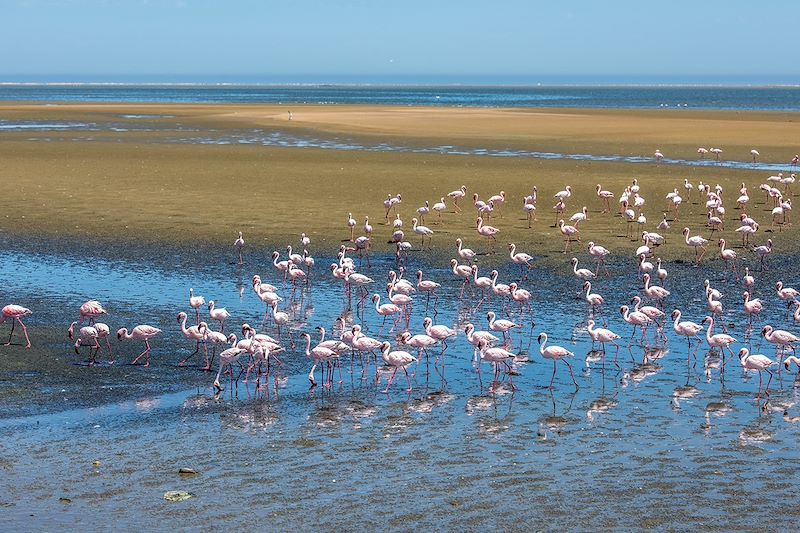 Flamants roses à Walvis Bay - Namibie