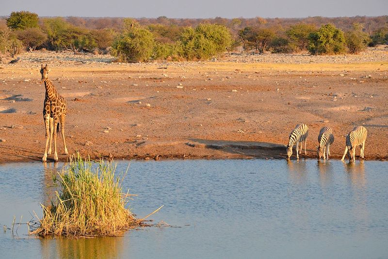 Girafe et zèbres dans le parc national d'Etosha - Namibie