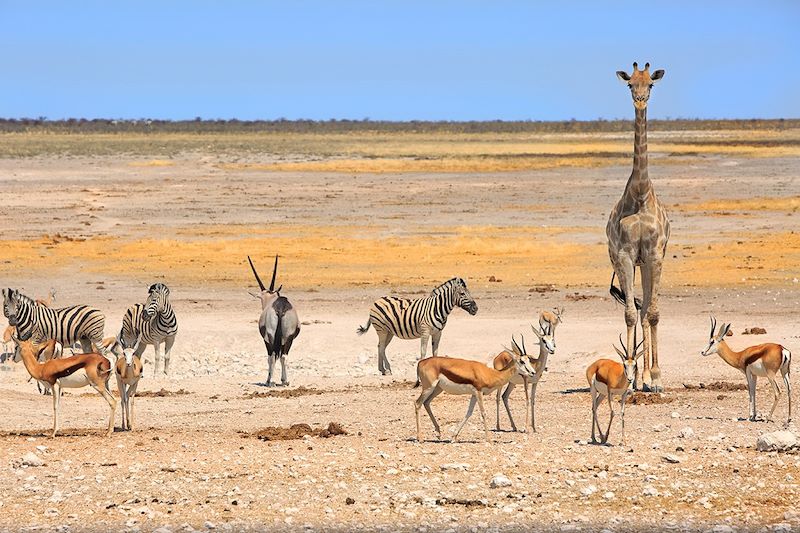 Parc national d'Etosha - Namibie