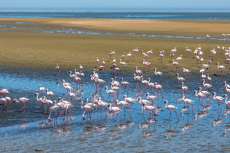 Flamants roses à Walvis Bay - Namibie