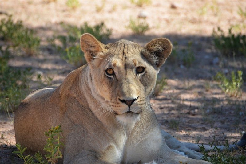 Lionne dans le désert du Kalahari - Namibie