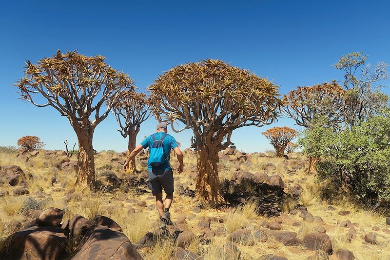 Forêt de Kokerboom - Namibie