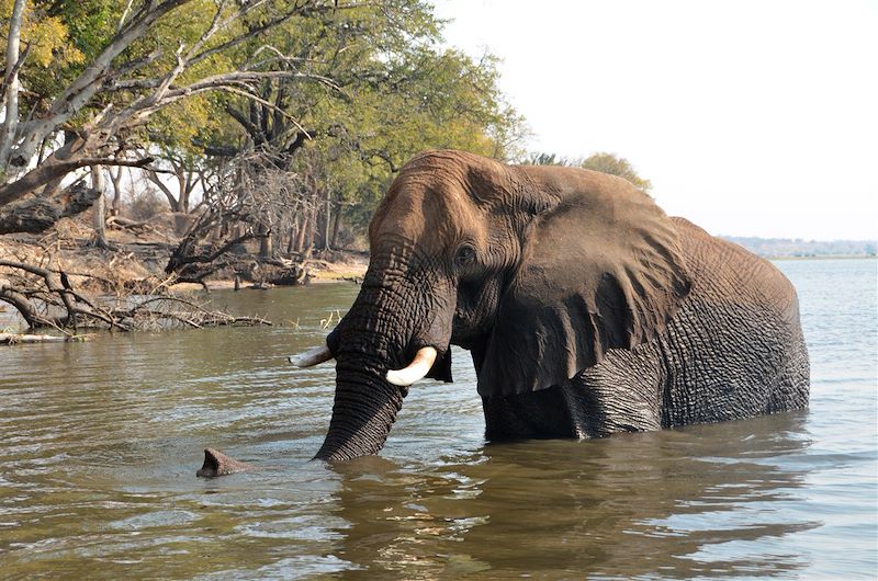 Éléphant - Botswana