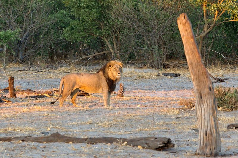 Lion - Botswana