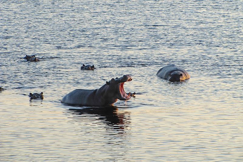 Hippopotames - Botswana