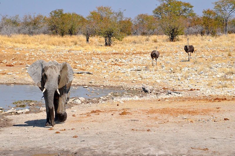 Éléphant et autruches dans le parc national d'Etosha - Namibie