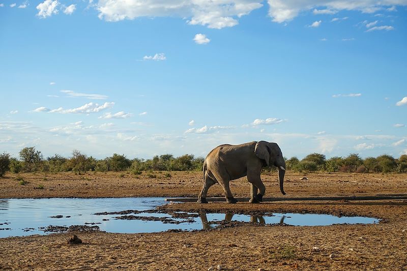 Éléphant - Parc National d'Etosha - Namibie