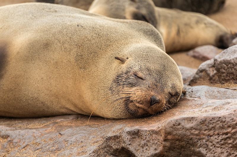 Otarie à Cape Cross - Namibie