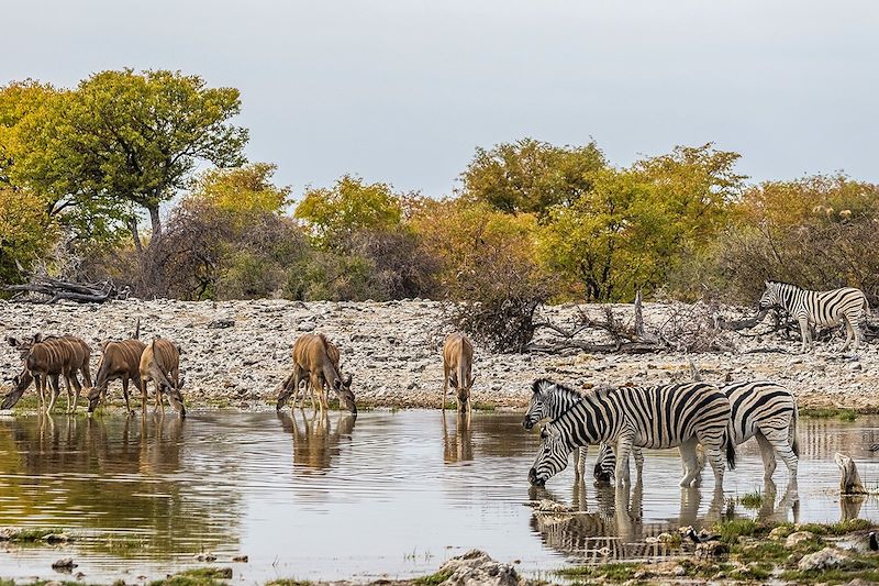 Zèbres et grands koudous au point d'eau de Goas - Etosha - Namibie