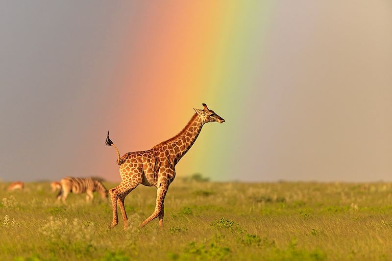 Girafe devant un arc-en-ciel - Parc national d'Etosha - Namibie