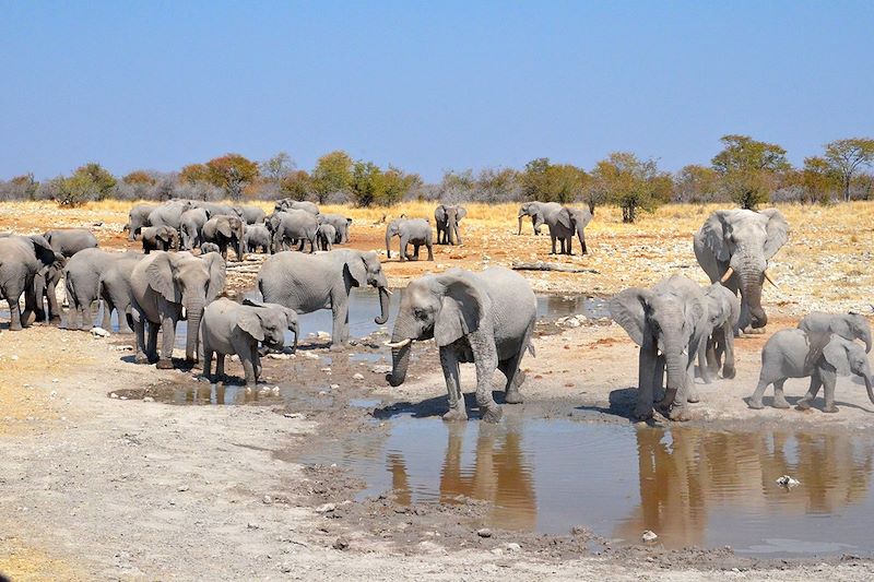 Éléphants dans le parc national d'Etosha - Namibie