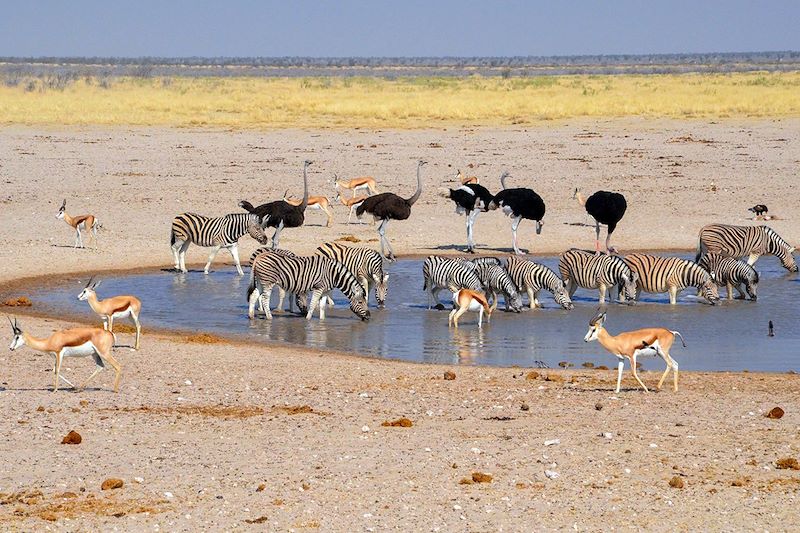 Parc National d'Etosha - Namibie