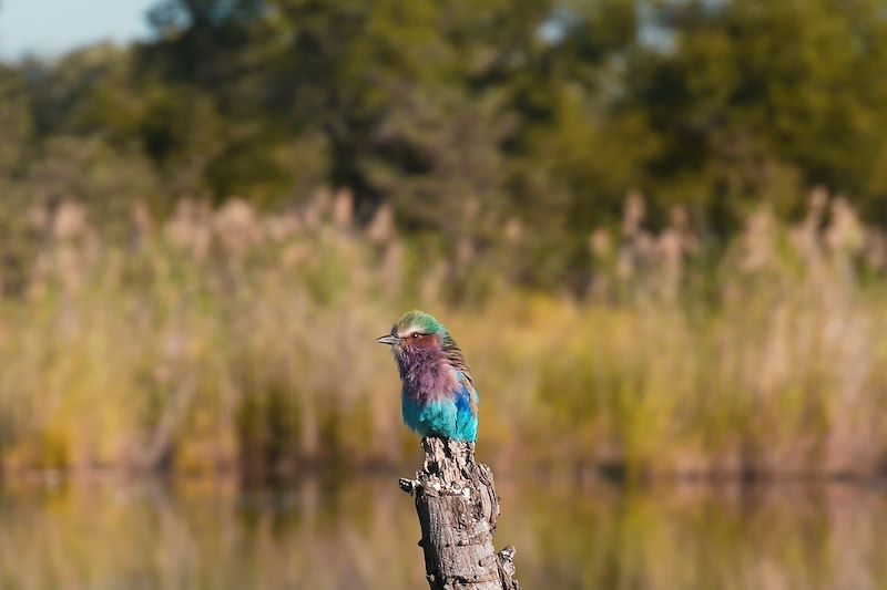 Rollier à longs brins - Bande de Caprivi - Namibie