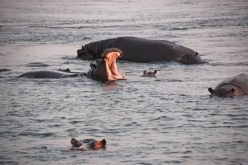 Hippopotames dans le Zambèze - Zimbabwe