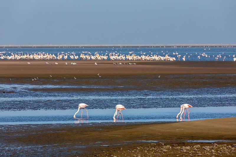 Flamants roses à Walvis Bay - Namibie