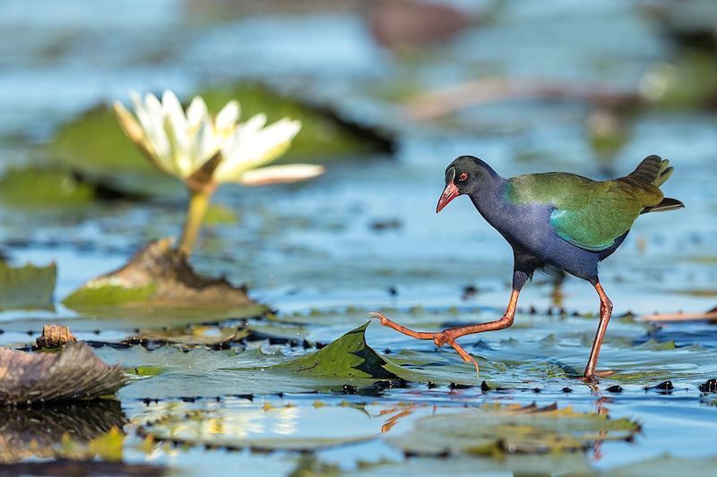 Talève d'Allen marche - Parc national de Chobe - Botswana 