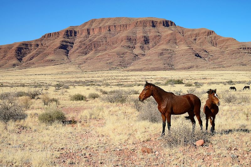 Chevaux sauvages - Namibie