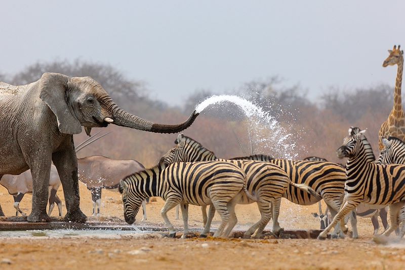 Parc national d'Etosha - Namibie