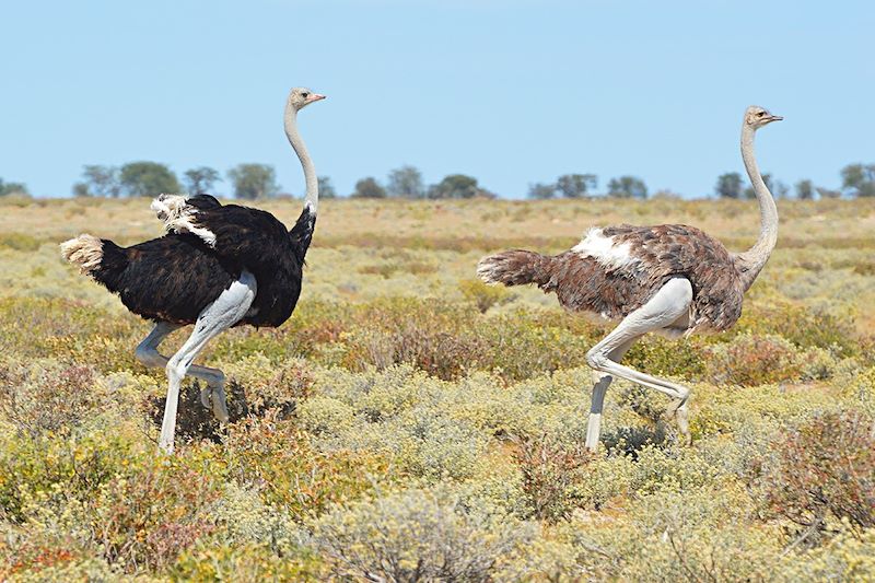 Couple d'autruches dans le parc national d'Etosha - Namibie