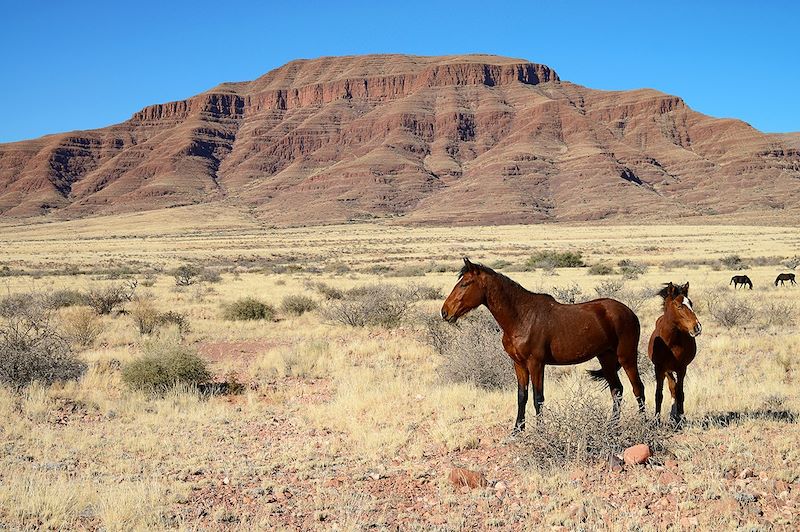 Chevaux sauvages - Namibie