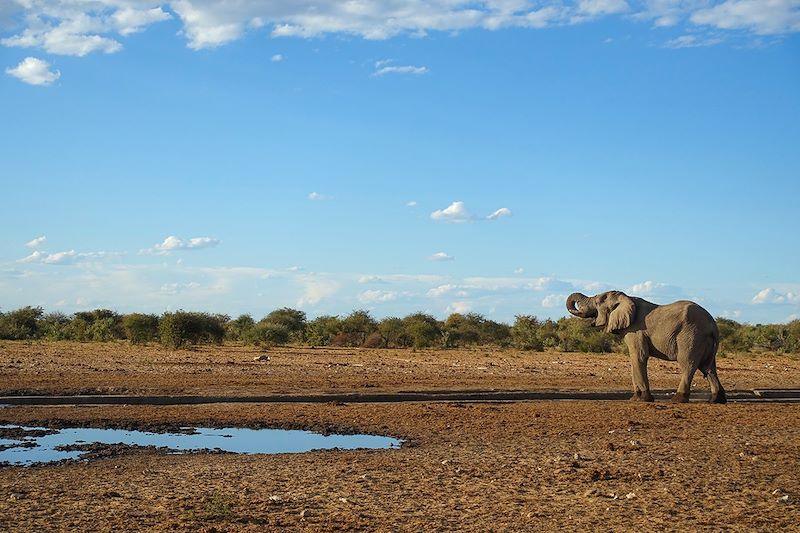 Éléphant - Parc National d'Etosha - Namibie