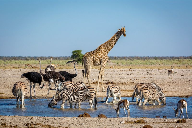 Parc national d'Etosha - Namibie