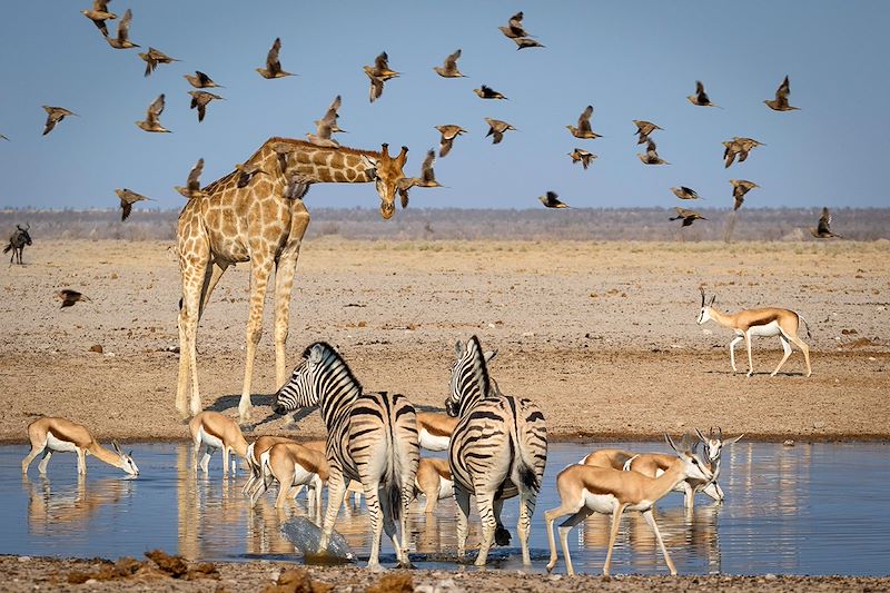 Parc national d'Etosha - Namibie