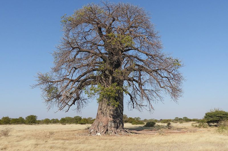 Pan de Makgadikgadi - Botswana
