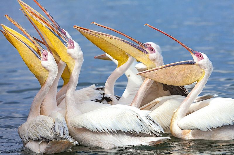 Aventure du Namib au delta de l'Okavango