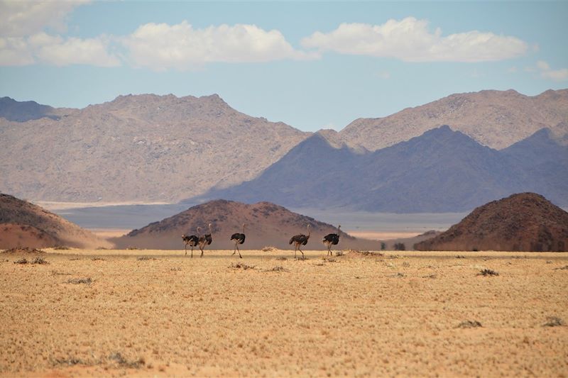 Autruches dans la réserve naturelle de Namib Rand - Région d'Hardap - Namibie