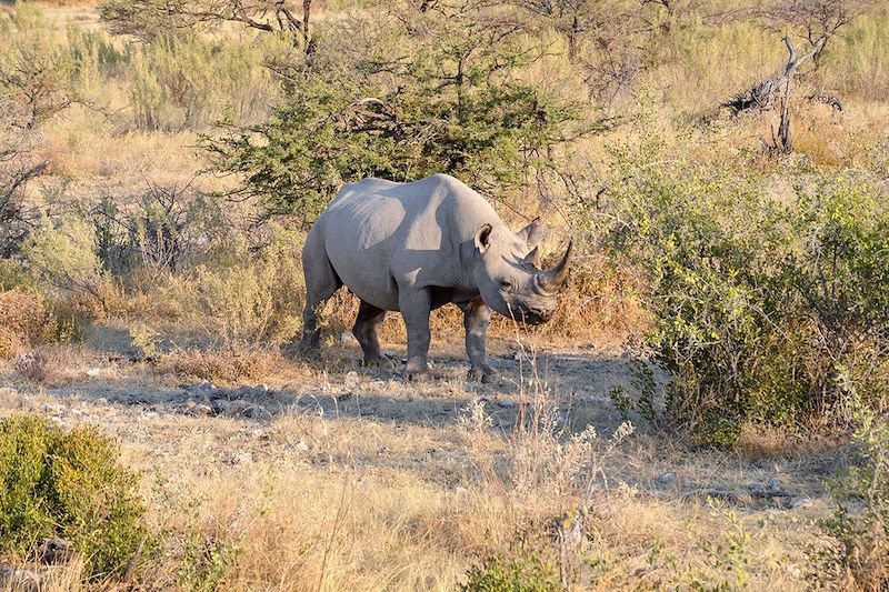 Road Trip d'Etosha au Fish River Canyon