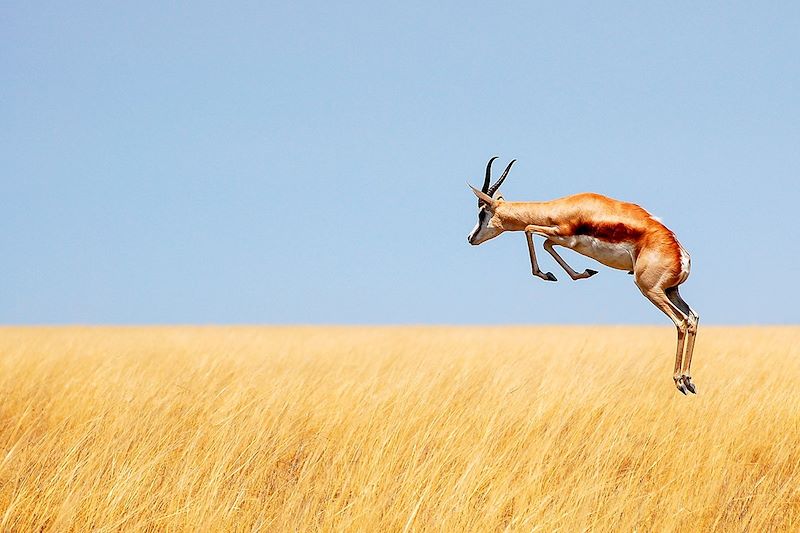 Saut d'un springbok dans le parc national d'Etosha - Namibie