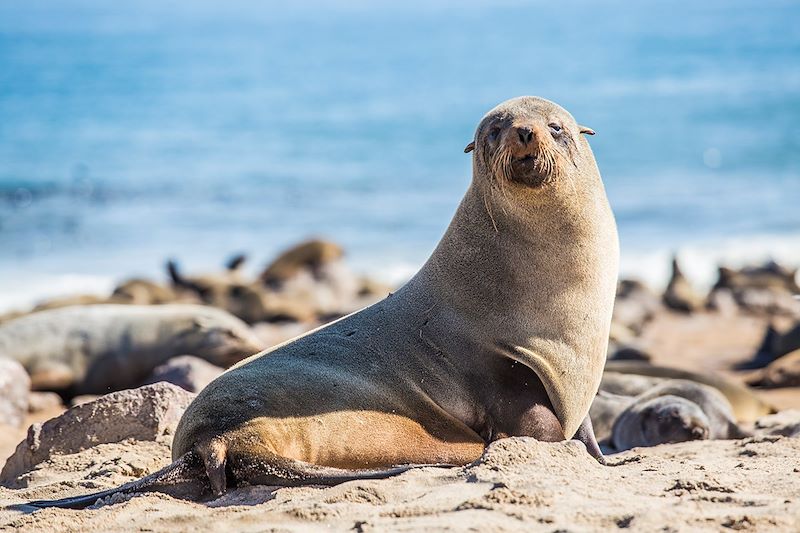 Otaries à Fourrure - Cape Cross - Namibie