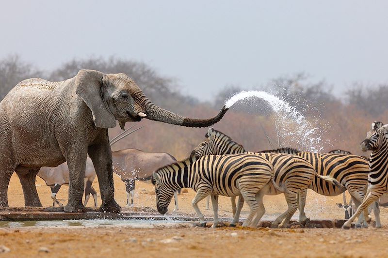 Parc national d'Etosha - Namibie