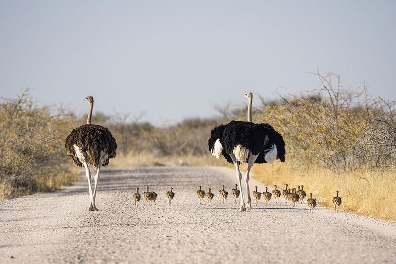 Autruches - Région d'Oshikoto - Namibie