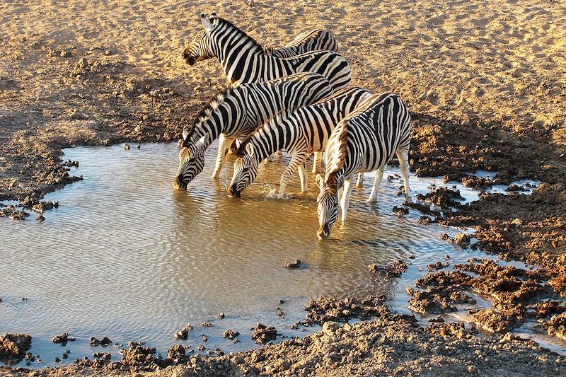 Zèbres à Etosha - Namibie