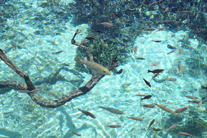 Aquarium naturel de Tadine - Maré - Nouvelle Calédonie